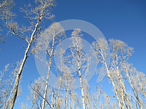 Tall Ohia Trees after the volcanic gasses