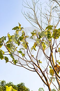 tall and old breadfruit tree