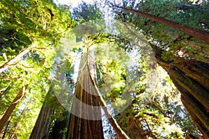 Tall old growth redwood trees in sunlight photo