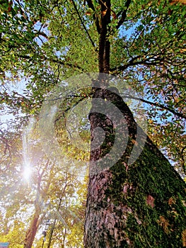 Tall old mossy tree in the spring sunlight