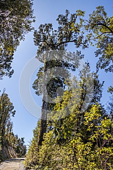 Native New Zealand Vegetation