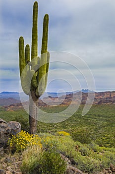 Tall old Saguaro cactus in Arizona desert