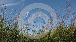 Tall Ornamental Grass with Plume Swaying against Blue Sky on a Breezy Day