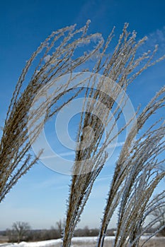 Tall Ornamental Grass in Winter