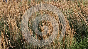 Tall Ornamental Reed Grass with Plume Swaying on a Breezy Day