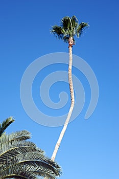 Tall palm tree