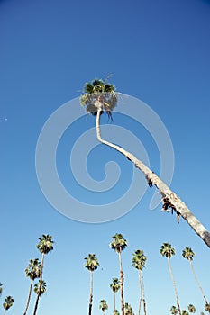 Tall palm tree