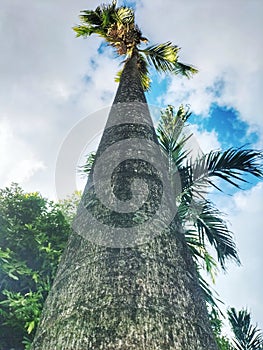 a tall palm tree