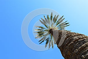 A Tall Palm Tree