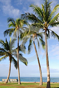 Tall Palm Tree