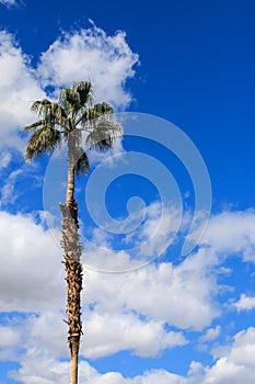 Tall Palm Tree Against Blue Sky With Clouds - Vertical Shot