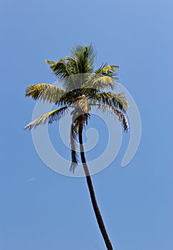 Tall palm tree against a blue sky