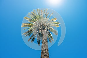 Tall palm tree against bright sun and blue sky.