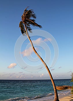 Tall palm tree on beach in the Maldives, framed by blue evening sky