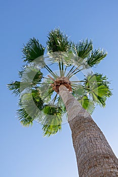 Tall palm tree. Bottom view of palm trees on blue sky background
