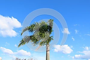 tall palm tree with broad leaves fluttered by the wind on blue sky day