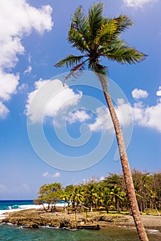 Tall Palm Tree photo