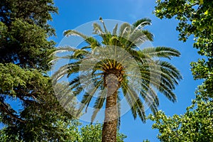 A tall palm tree in the city of Ronda Spain, Europe on a hot sum