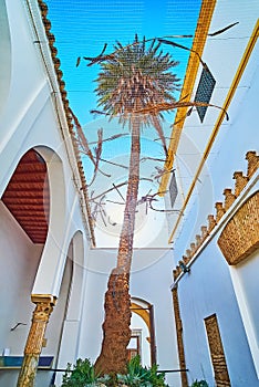 The tall palm tree in courtyard of San Bartolome Chapel, Cordoba, Spain