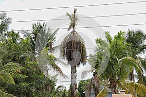 Tall palm tree dying after being struck by lightning.