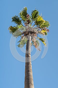 Tall palm tree with green leaves against blue sky