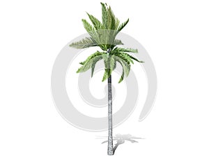 A tall palm tree  isolated over a white background.