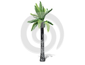 A tall palm tree  isolated over a white background.