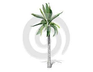 A tall palm tree  isolated over a white background.