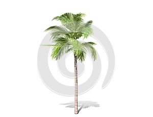 A tall palm tree  isolated over a white background.