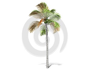 A tall palm tree  isolated over a white background.