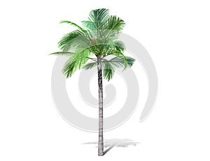 A tall palm tree  isolated over a white background.