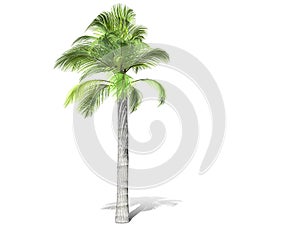 A tall palm tree  isolated over a white background.