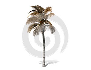 A tall palm tree  isolated over a white background.