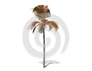 A tall palm tree  isolated over a white background.