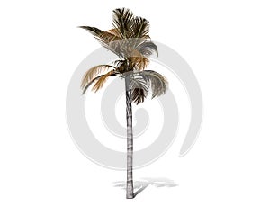 A tall palm tree  isolated over a white background.