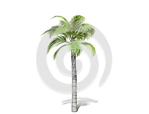 A tall palm tree  isolated over a white background.