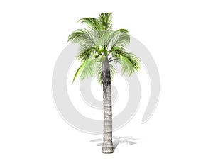 A tall palm tree  isolated over a white background.