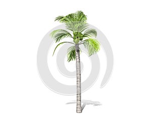 A tall palm tree  isolated over a white background.