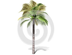 A tall palm tree  isolated over a white background.