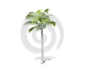 A tall palm tree  isolated over a white background.