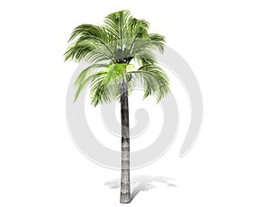 A tall palm tree  isolated over a white background.