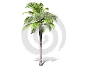 A tall palm tree  isolated over a white background.