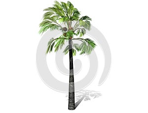 A tall palm tree  isolated over a white background.