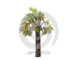 A tall palm tree  isolated over a white background.