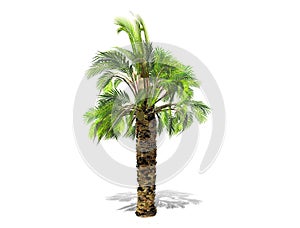 A tall palm tree  isolated over a white background.