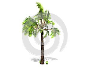 A tall palm tree  isolated over a white background.