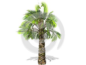 A tall palm tree  isolated over a white background.