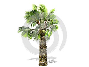 A tall palm tree  isolated over a white background.