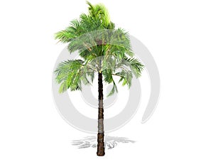 A tall palm tree  isolated over a white background.