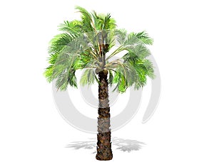 A tall palm tree  isolated over a white background.